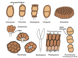 Teliospory u rdzowców