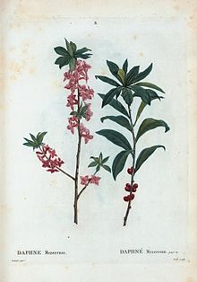 08 Daphne mezereum par Pierre-Joseph Redouté.jpeg