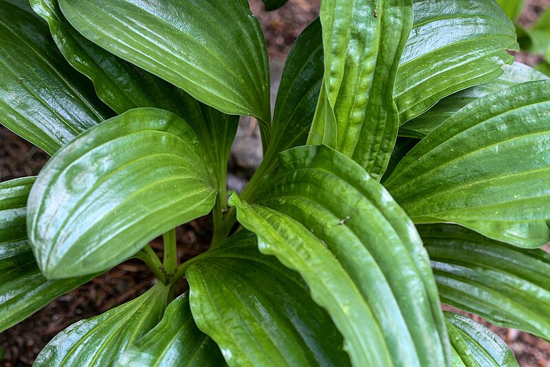 File:1024 Ostalpen-Enzian (Gentiana pannonica)-2060.jpg