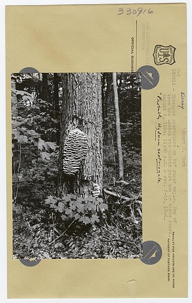 File:1936. Enormous sporophore on 24" sugar maple. Top of tree has broken out within the last two or three years. 2 sec. F-15 LV=6. Lake States Forest Experiment Station, Minnesota. (40672036555).jpg