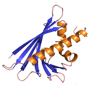 <span class="mw-page-title-main">Bet v I allergen</span>