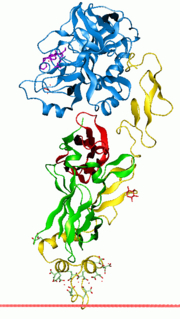 <span class="mw-page-title-main">Coagulation factor VII</span> Mammalian protein found in Homo sapiens