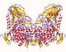 Modèle tridimensionnel de l'enzyme