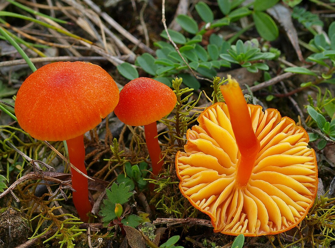 Hygrocybe