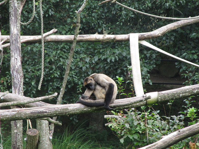 File:20110901 Zoo de Pont-Scorf (21).jpg