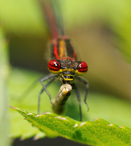 File:2012-05-24 15-00-34-Pyrrhosoma nymphula.jpg