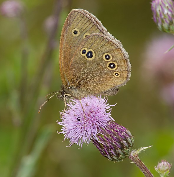 File:2014.07.06.-06-Sprotta--Schornsteinfeger.jpg