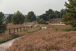 70. Platz: Derzno mit Lüneburger Heide, Undeloh, Naturschutzgebiet, FFH-Gebiet Lüneburger Heide, Vogelschutzgebiet Lüneburger Heide, Naturpark