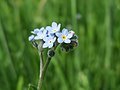 Vorschaubild der Version vom 21:55, 11. Mai 2016