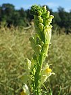 20160627Linaria vulgaris1.jpg