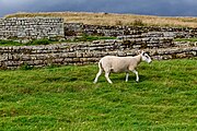 A view of Housesteads Roman Fort along Hadrian's Wall in the United Kingdom.