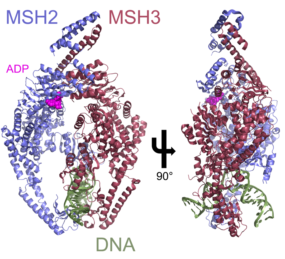 Карта мш. Msh2. Гены msh2. Mlh1, msh2, msh6, pms2, EPCAM. ДНК PNG.