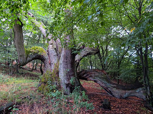 Chestnut tree in the village of Častá, Slovakia Photograph: User:TomphanTK