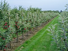 Apfelplantage im Alten Land