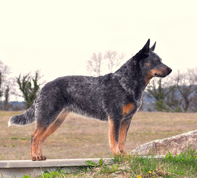 ACD Multi Ch. Silverbarn's Naava.jpg