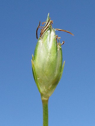 <i>Abildgaardia ovata</i> Species of plant