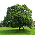 Acer monspessulanum trees, Novi Beograd.jpg
