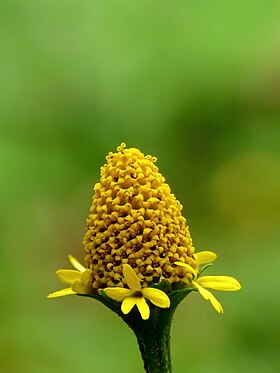 Acmella ciliata