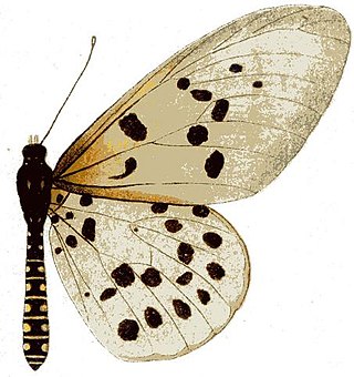 <i>Acraea hova</i> Species of butterfly
