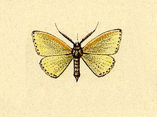 Acratodes phakellurata.JPG