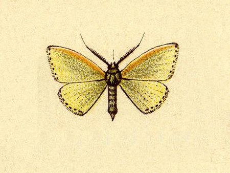 Acratodes phakellurata