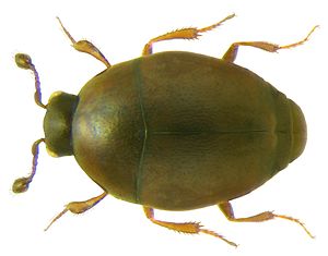 Acritus nigricornis (Hoffmann, 1803) (3150947118) (2).jpg