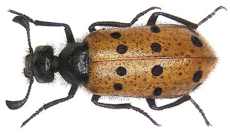 Actenodia distincta