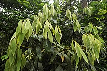 Leaf flush in an Actinodaphne tree showing young whitish leaves turning pale green against the darker green mature leaves. Actinodaphne young leaf flush DSC1272.jpg