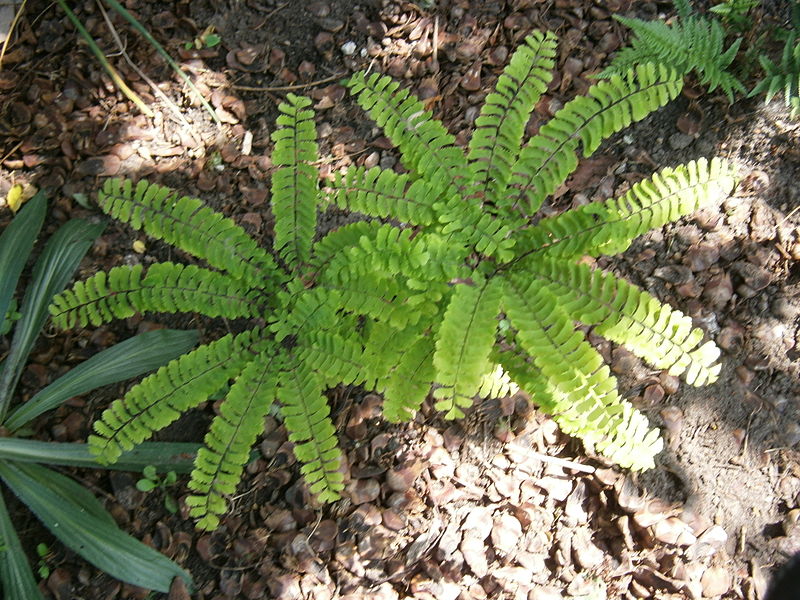 File:Adiantum pedatum03.jpg