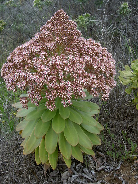 File:Aeonium appendiculatum06.jpg