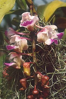 Aeridinae Subtribe of orchids