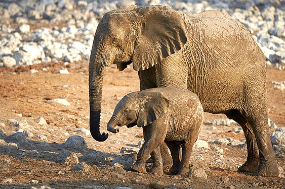 African bush elephant baby (loxodonta africana) after mud bath at Okaukuejo waterhole in Etosha National Park Namibia.