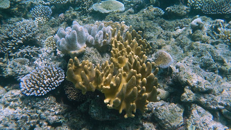 File:Agincourt Reef, Great Barrier Reef, Queensland (483779) (9440758181).jpg