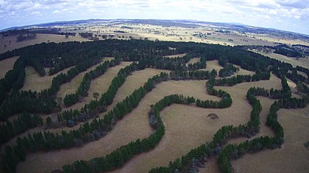Agroforestry contour planting integrated with animal grazing on Taylor's Run farm, Australia