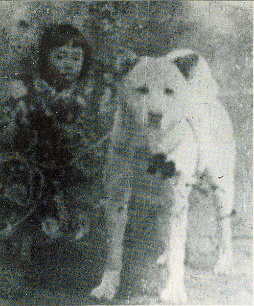 Akita Inu photographed around 1907.