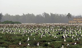 Albatross colony (6778224517).jpg