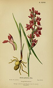 plate 48 Orchis palustris Anacamptis palustris