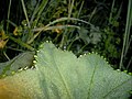 Alchemilla vulgaris