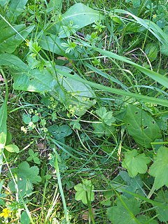 <i>Alchemilla baltica</i> Species of flowering plant