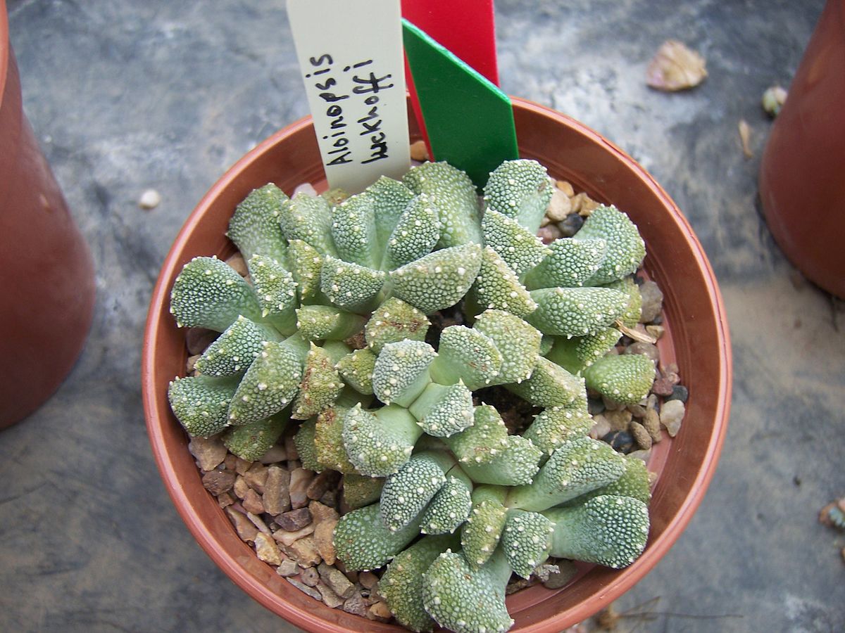 Aloinopsis luckhoffii фото