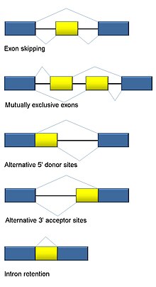 Examples of alternative RNA splicing modes. Exons are represented as blue and yellow blocks, spliced introns as horizontal black lines connecting two exons, and exon-exon junctions as thin grey connecting lines between two exons. Alt splicing bestiary2.jpg