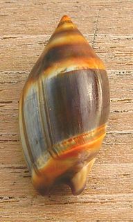 <i>Amalda</i> genus of molluscs