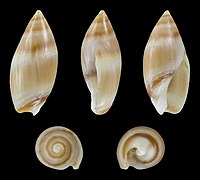 Amalda novaezelandiae, shell