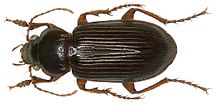 Amara convexiuscula (Marsham, 1802) (2892219509).jpg