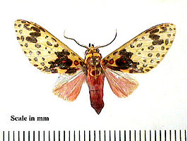 Amaxia osmophora