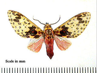 <i>Amaxia</i> genus of insects