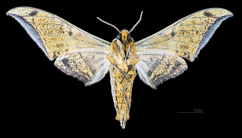 File:Ambulyx schauffelbergeri MHNT CUT 2010 0 87 Matsuyama, Ehime Japan - male ventral.jpg