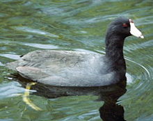 American coot Amcootnoaa22.JPG