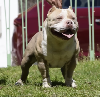 American Bully.png