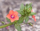 Anagallis arvensis.jpg